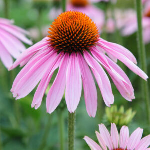 Examining the Echinacea Herb Image